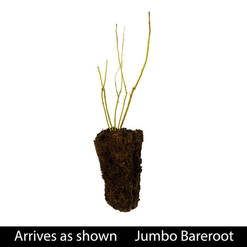 Patriot Northern Highbush Blueberry Plant