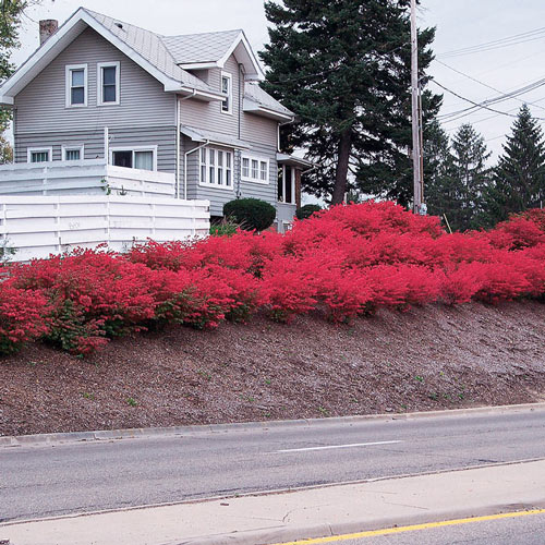 Dwarf Burning Bush Hedge