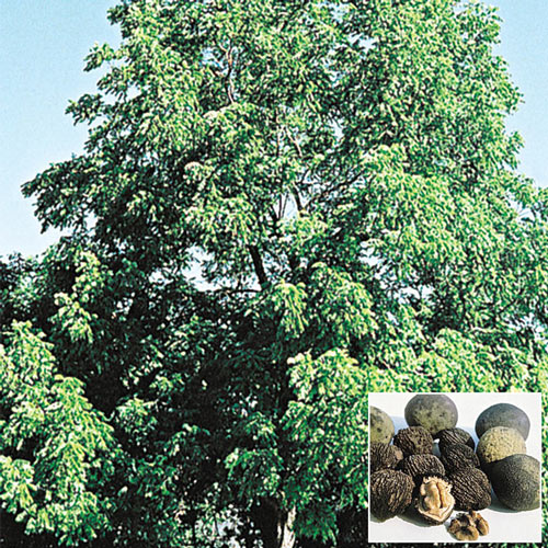 Black Walnut Tree