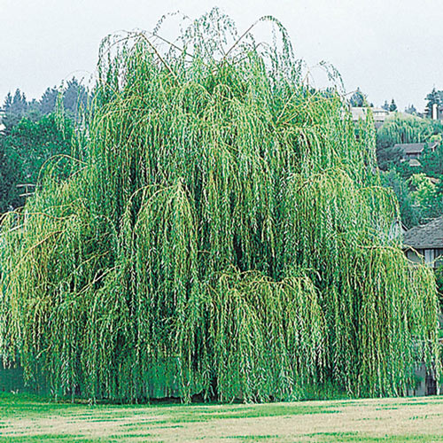 Niobe Weeping Willow Tree