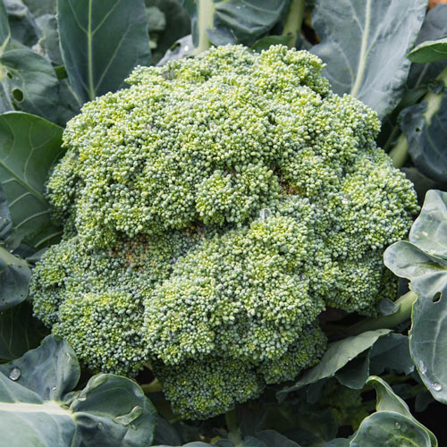 Broccoli Emerald Crown Hybrid