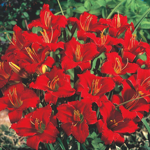 Little Business Daylily Plant