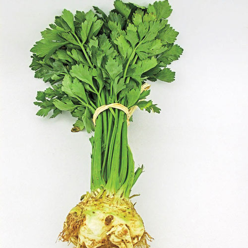Ehud Root Celery