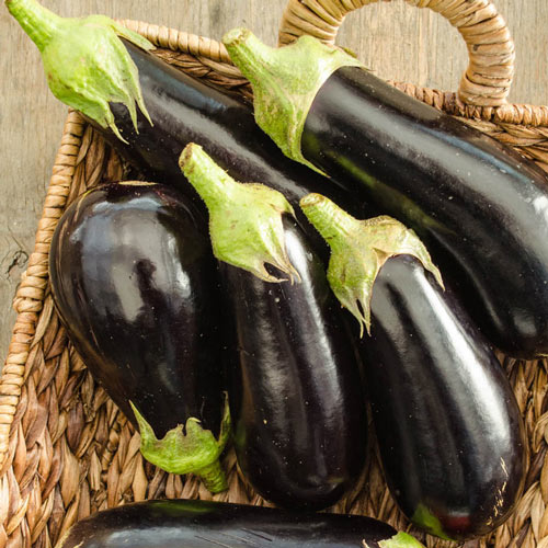 Eggplant Michal Hybrid