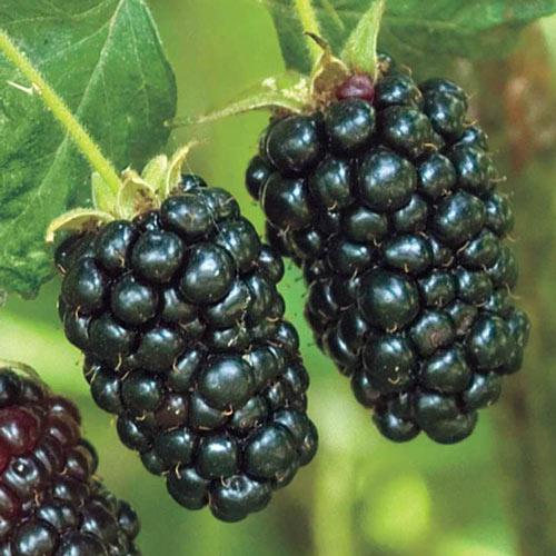 Prime-Ark<sup>®</sup> Freedom Thornless Blackberry Plant