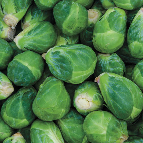 Churchill Hybrid Brussels Sprouts Seed