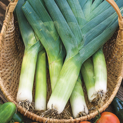 Leek