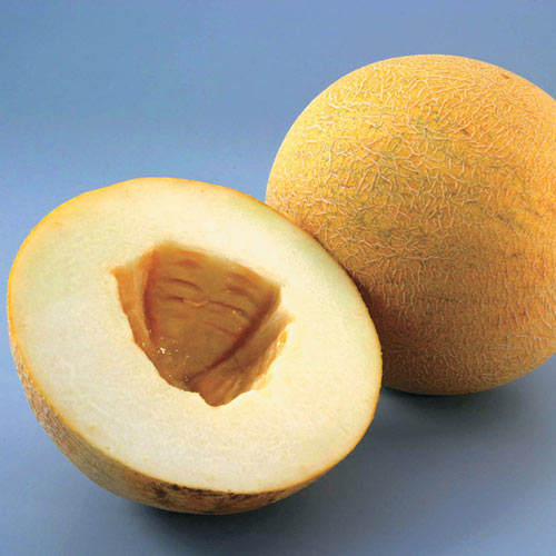 Melon Gourmet Hybrid