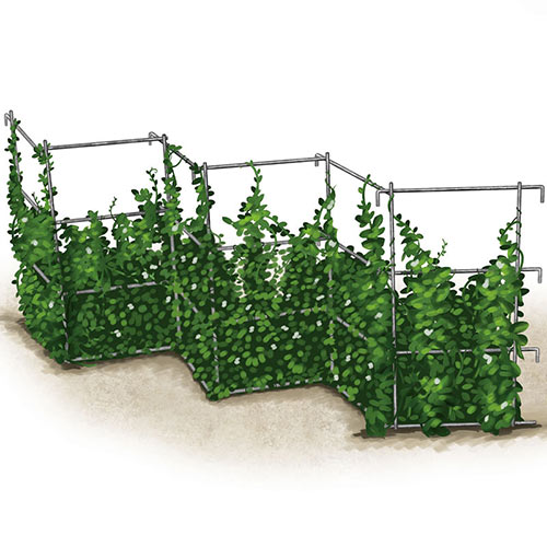 Pea Fence - Plant Trellis