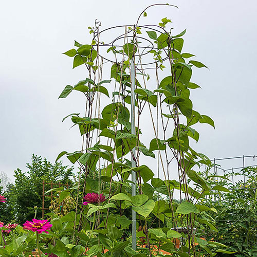 Bean Tower - Plant Trellis