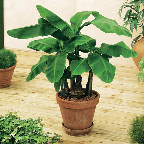 Dwarf Banana Plant