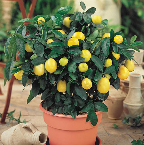 Dwarf Meyer Lemon Plant