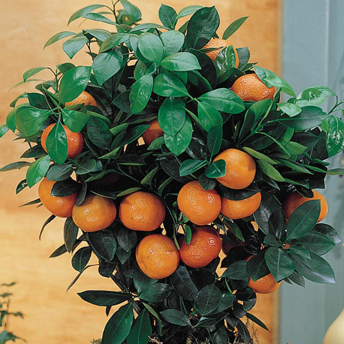 Dwarf Calamondin Orange Plant