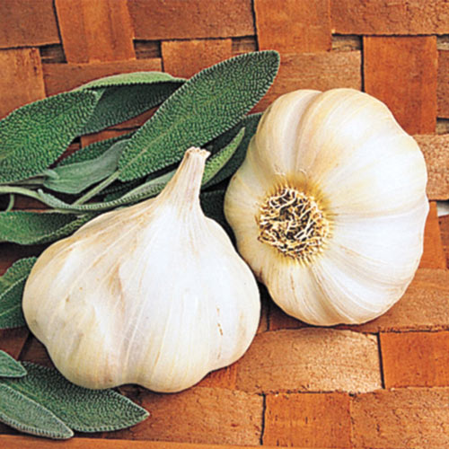 Pioneer Softneck Garlic