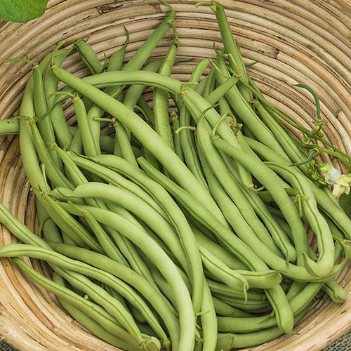 Early Contender Bush Bean Seed