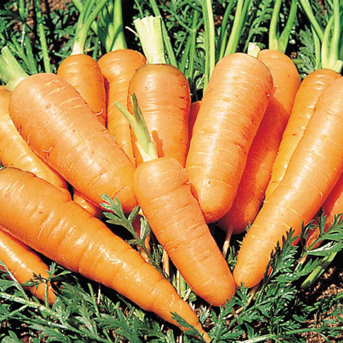Danvers Half Long Carrot Seed