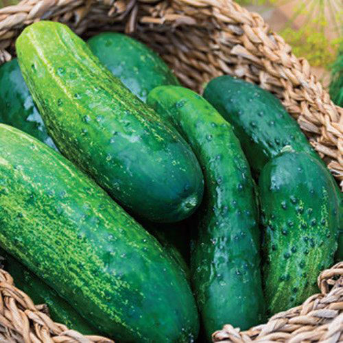 County Fair Improved Hybrid Cucumber Seed
