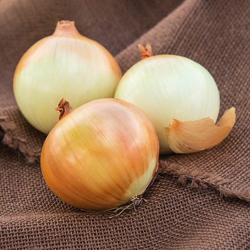 Candy Hybrid Onion