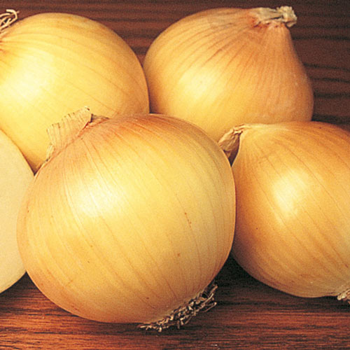 Yellow Sweet Spanish Onion