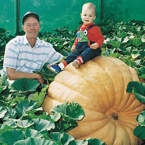 Dill's Atlantic Giant Pumpkin Seed