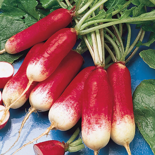 French Breakfast Radish Seed