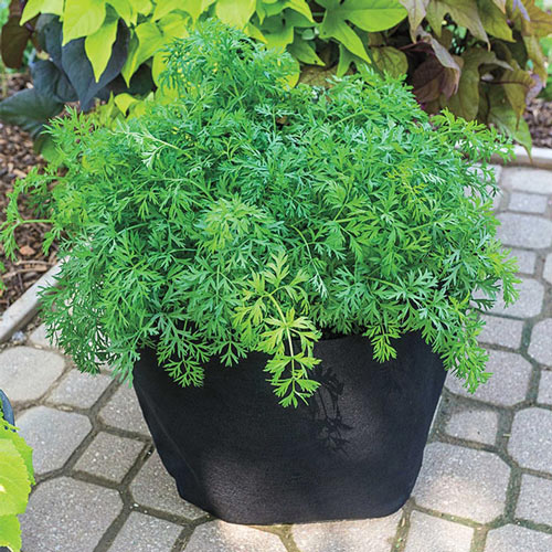 Grow Tub<sup>®</sup> 10 Gallon Garden Container