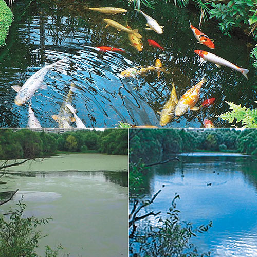 Watergarden & Pond Beneficial Bacteria Tablets