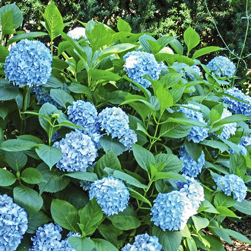 All Summer Beauty Hydrangea Plant
