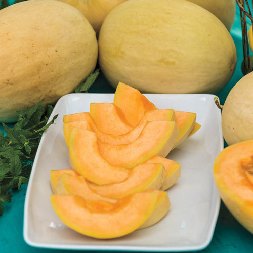 Papayadew Hybrid Cantaloupe