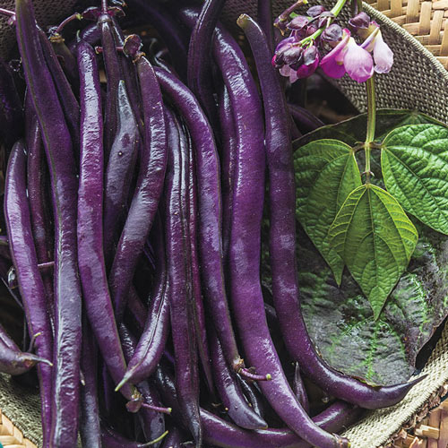 Purple Queen Improved Bush Bean Seed