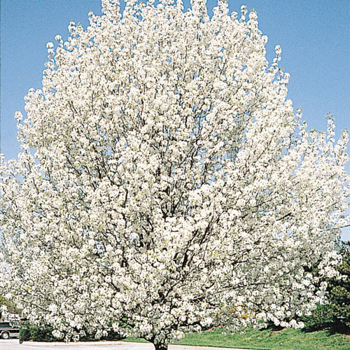 Cleveland Ornamental Pear Tree
