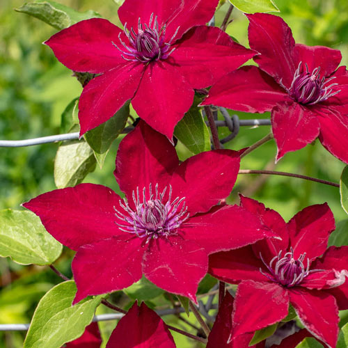 Nubia<sup>™</sup> Clematis