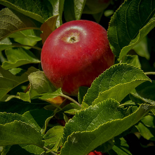 Burgundy Apple Tree