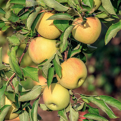 Gravenstein Apple Tree