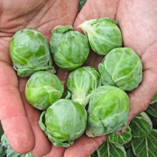 Hestia Hybrid Brussels Sprouts Seed