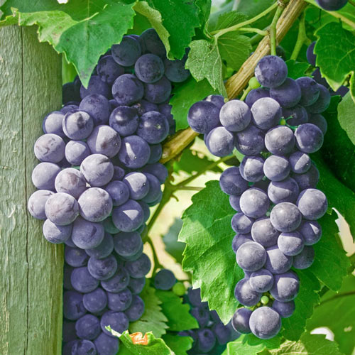 Everest Seedless™ Grape Vine