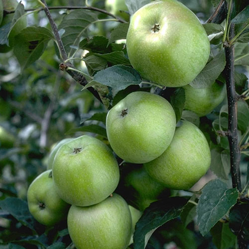 Newtown Pippin Apple Tree