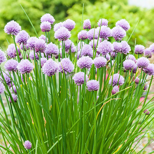 Chive Herb — Plant