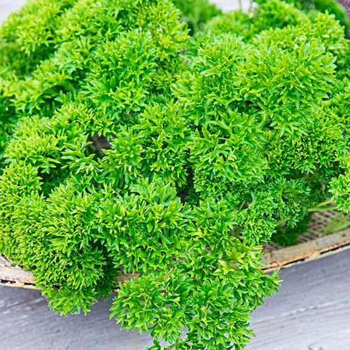 Curled Parsley Herb — Plant