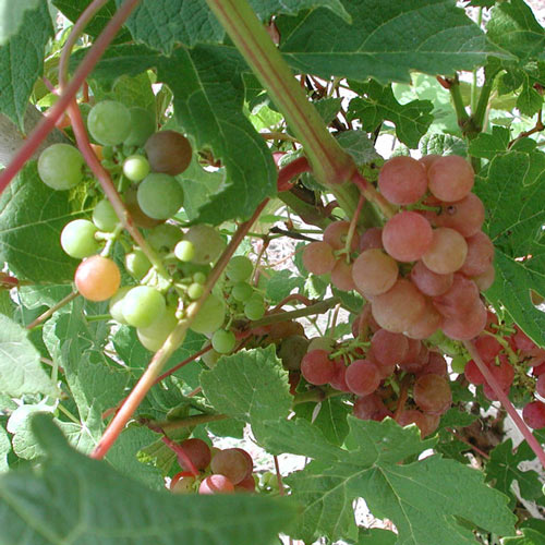 Tickled Pink™ Grape Vine