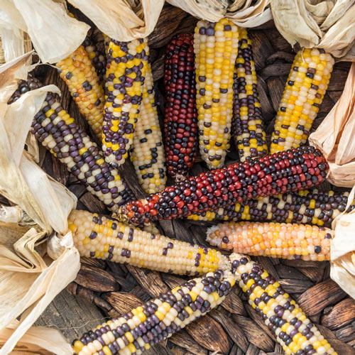 Firecracker Hybrid Popcorn Seed