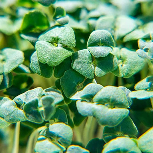 Organic Broccoli Brassica Blend Microgreens - Seed