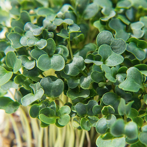 Organic Kale Microgreens - Seed