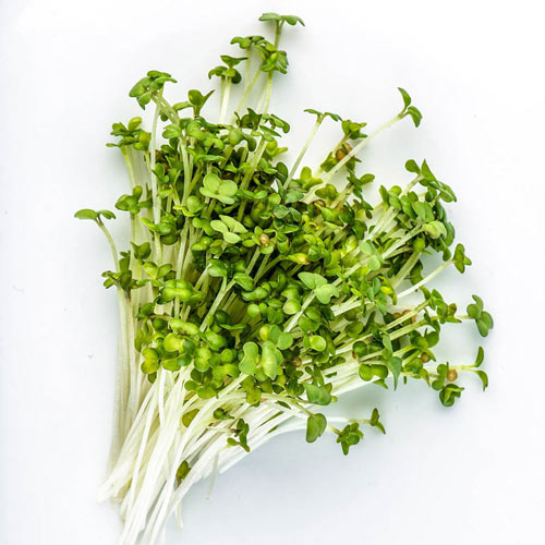 Organic Mustard Oriental Wasabi Microgreens - Seed