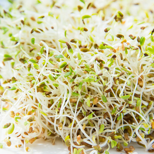 Organic Alfalfa Sprouts Seed