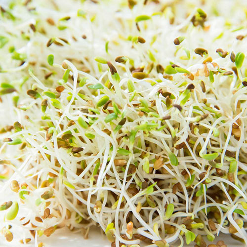 Organic Spring Salad Sprouts Seed