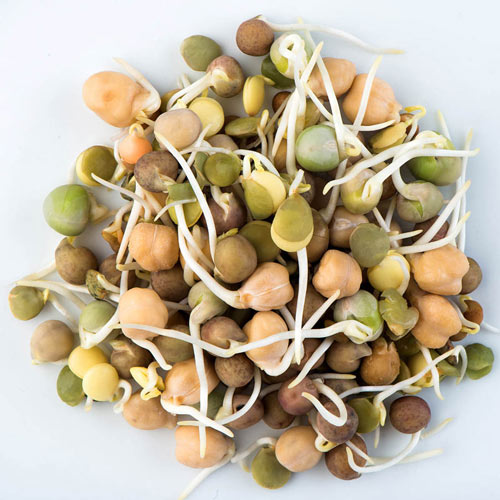 Organic Crunchy Bean Sprouts Mix - Seed