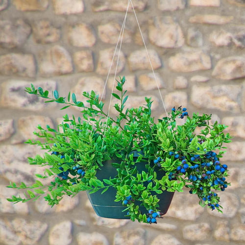 Midnight Cascade™ Hanging Basket Blueberry Plant