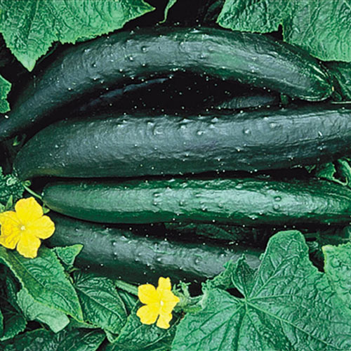 Sweet Success Hybrid Slicing Cucumber