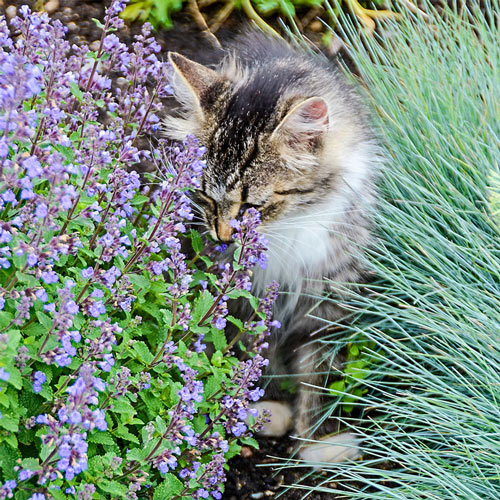 Purrsian Blue Catmint Plant